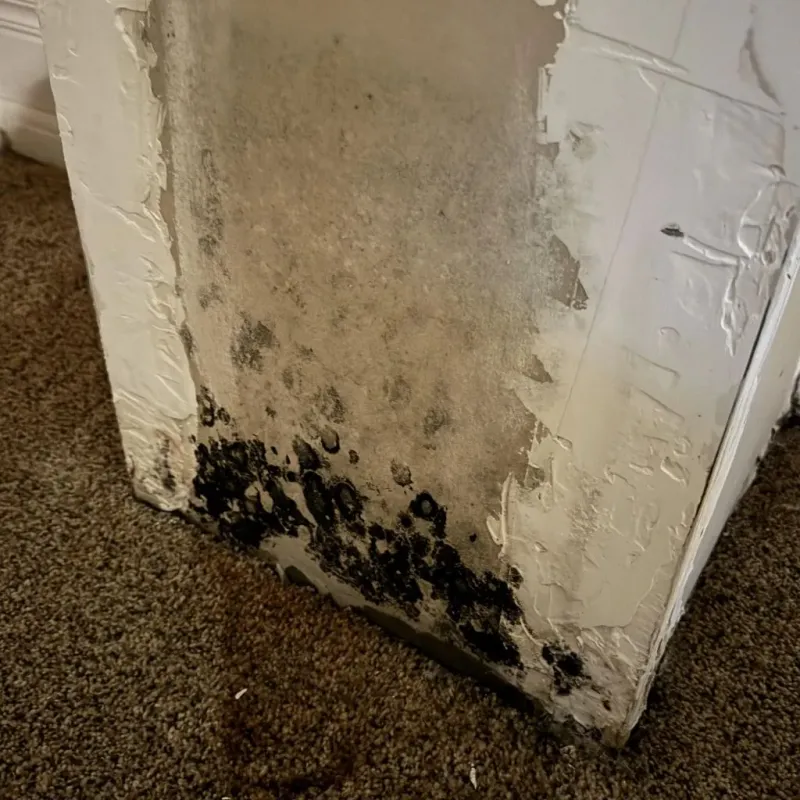 Professional Mold Removal in Mehlville, MO